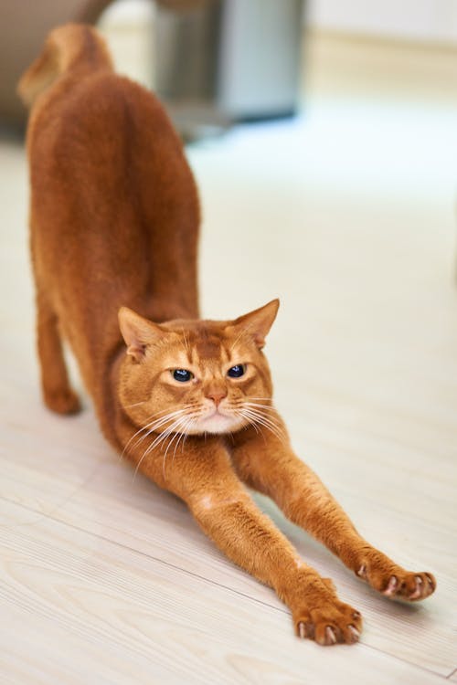 オレンジ色の猫のストレッチ