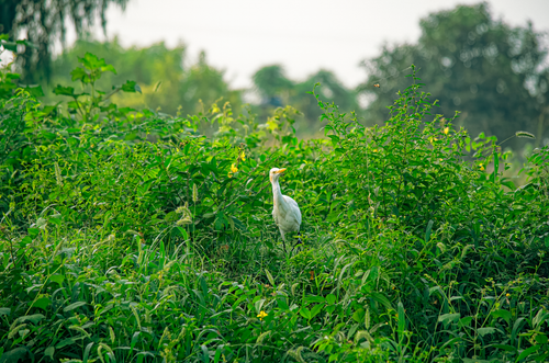 Free A solitary cattle egret with a yellow beak stands amidst vibrant green foliage outdoors. Stock Photo
