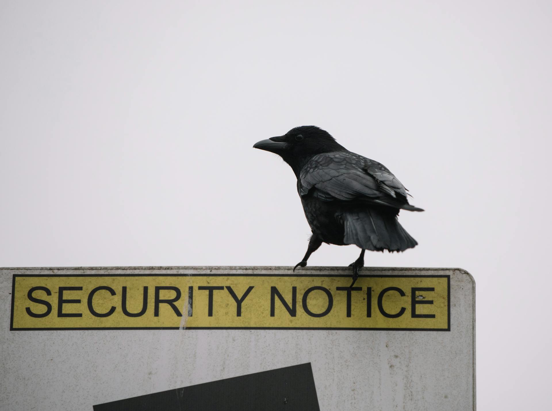 Low angle of wild black crow sitting on road security notice sign on gray background