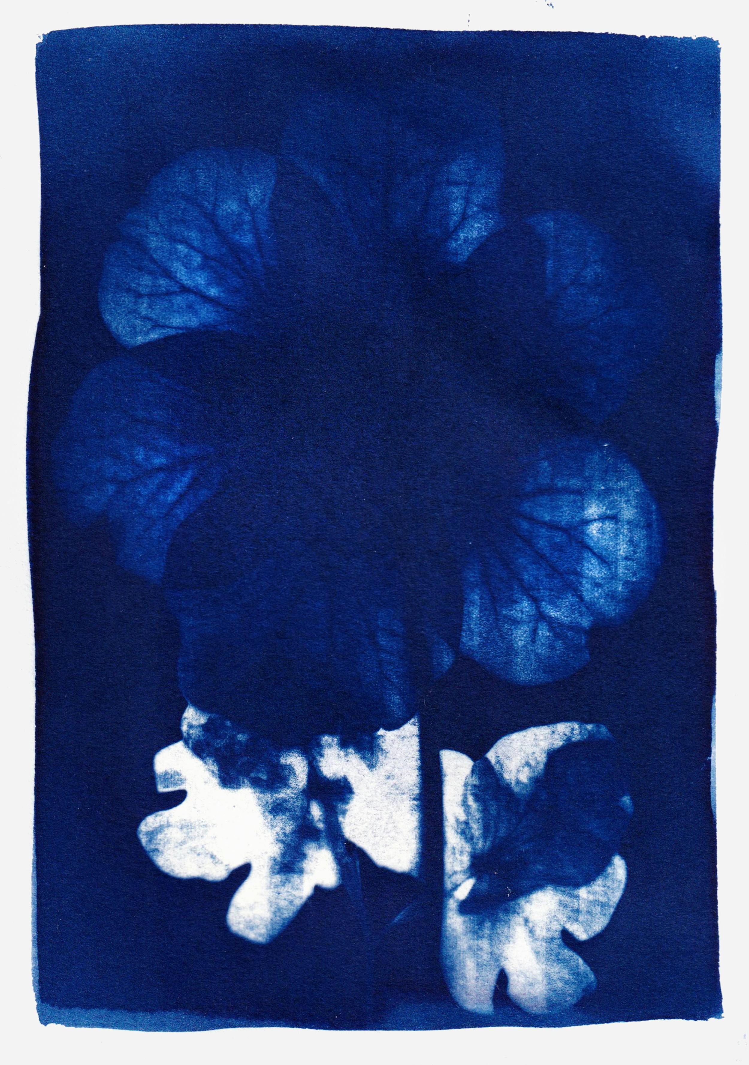 A beautiful cyanotype featuring floral motifs in deep blue tones.