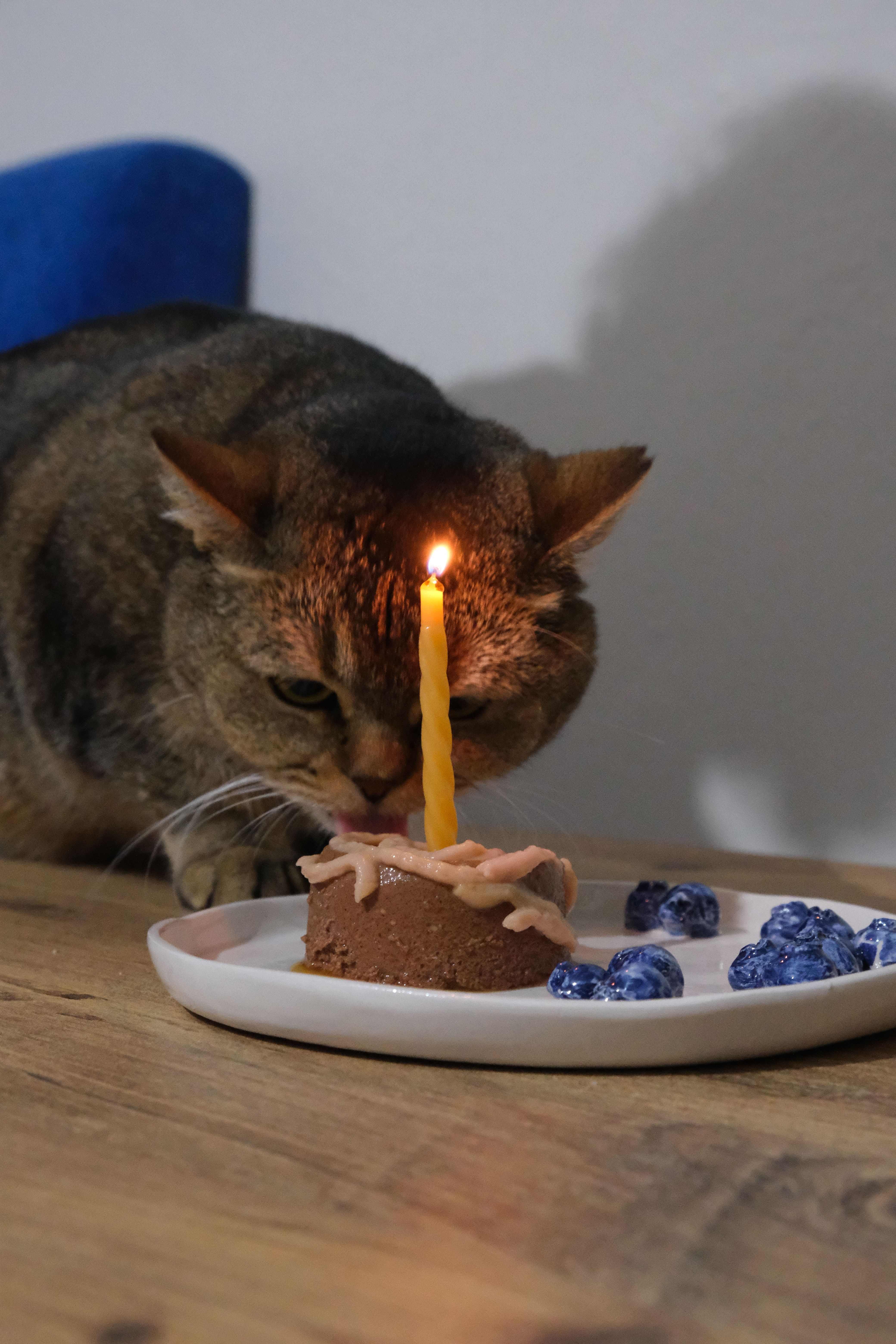 A cat sniffs a birthday cake with a lit candle on a wooden table.