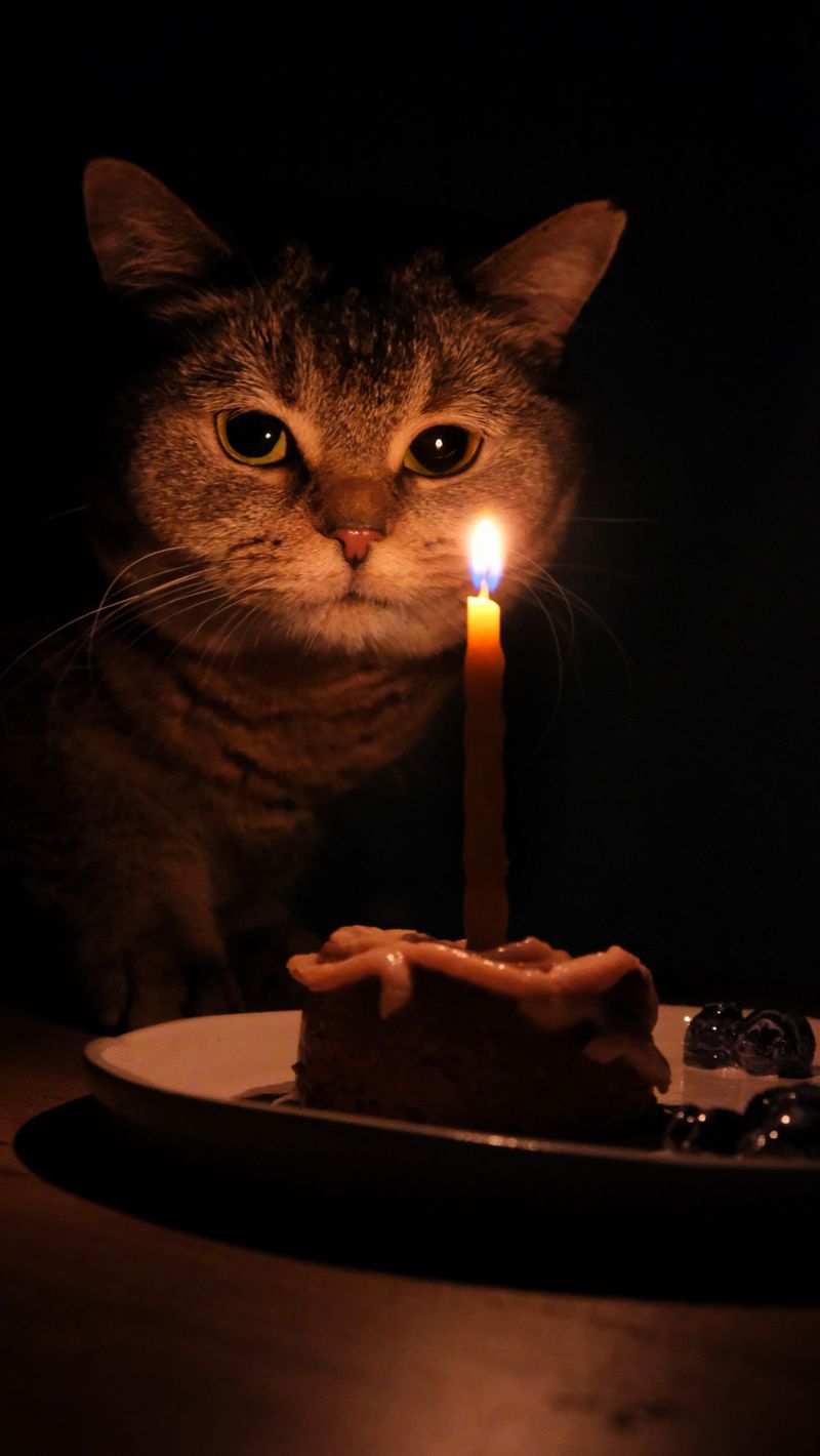 Gato celebrando su cumpleaños en Anlú