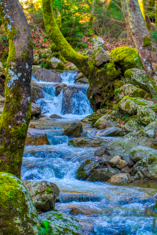 Free A serene forest stream meanders through moss-covered rocks in Greece. Stock Photo