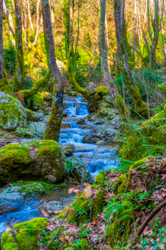 Beautiful creek flowing through a lush, moss-covered forest in Greece.