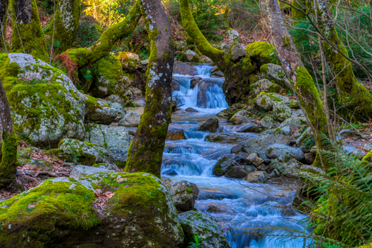 Beautiful forest stream with moss-covered rocks in Greece, creating a serene natural scene.
