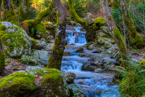 Free A serene forest stream flowing through mossy rocks in Greece, perfect for nature lovers. Stock Photo