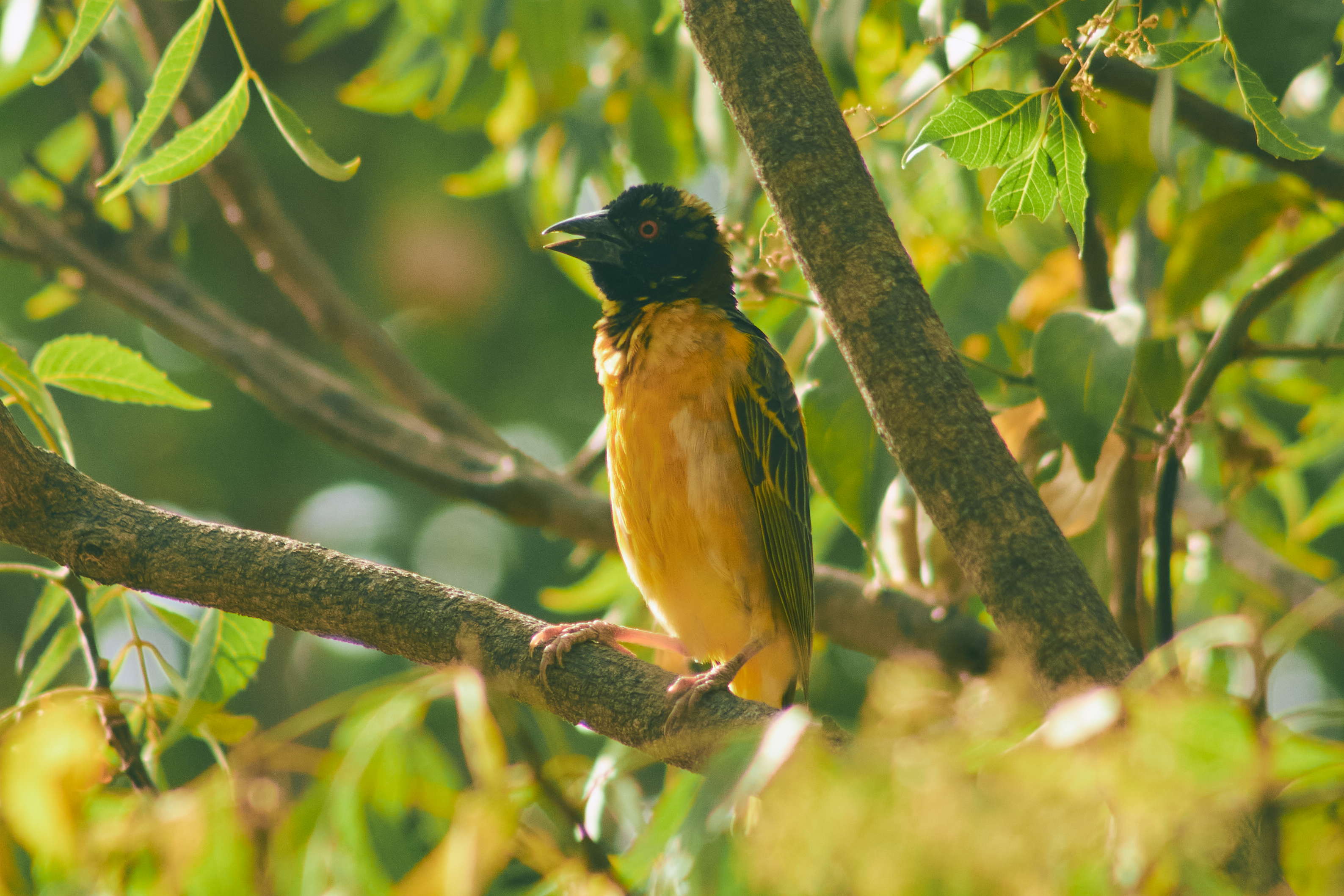 Fotomural Un vibrante pájaro tejedor amarillo africano descansando en un árbol en Jos, Nigeria.