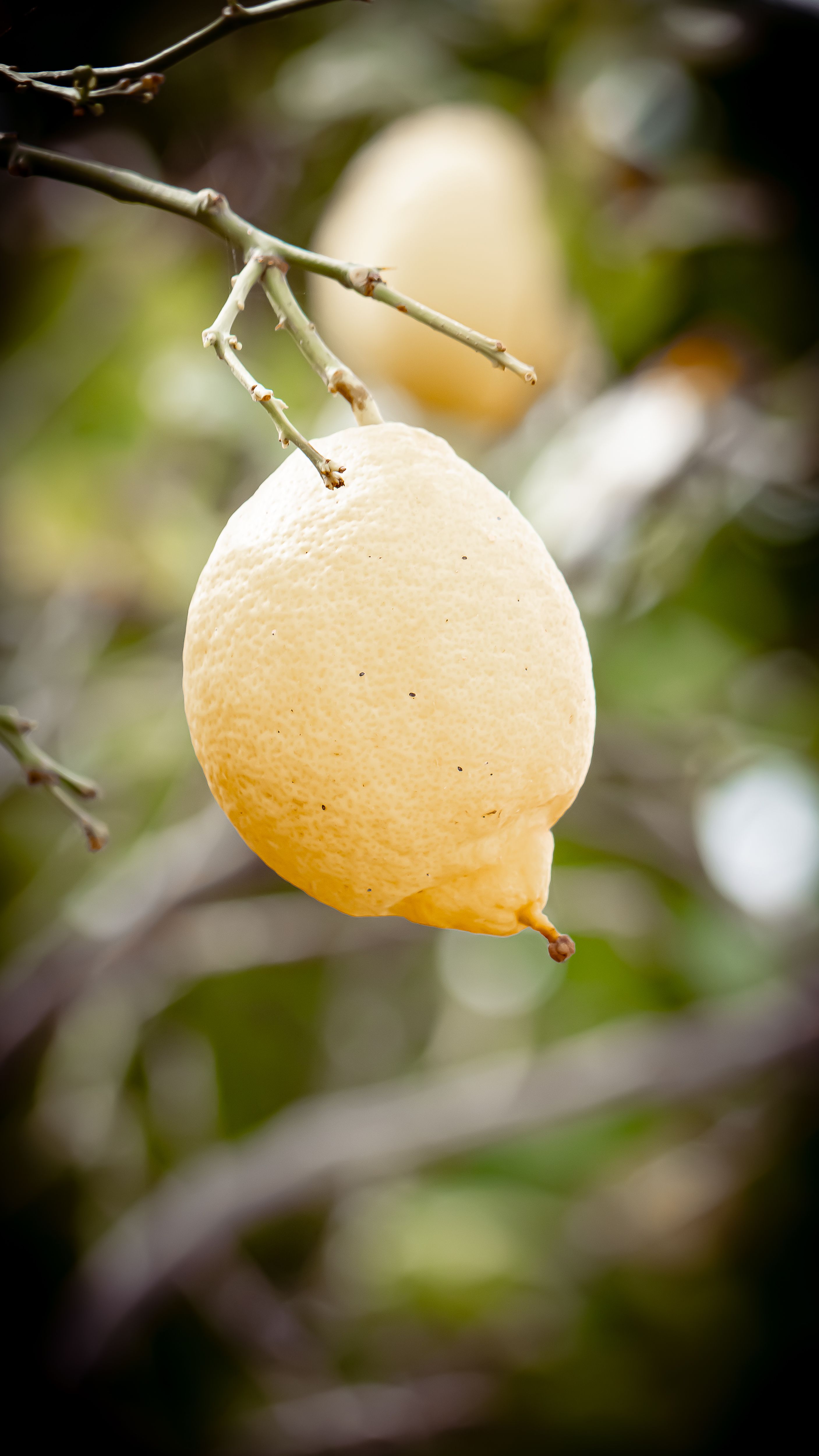 Primer Plano De Un Limón Colgando De La Rama De Un árbol · Foto de ...