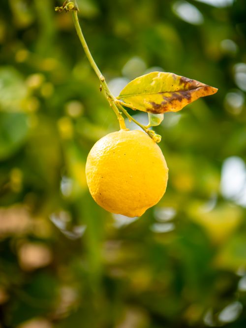 Free Close-up of a ripe lemon on a branch with rich green leaves, symbolizing freshness and natural growth. Stock Photo