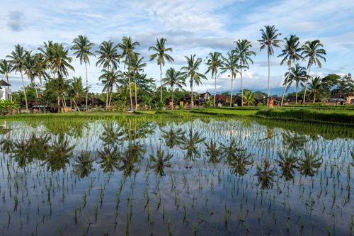 Free Serene rice paddies in Bali with palm tree reflections, showcasing natural beauty. Stock Photo