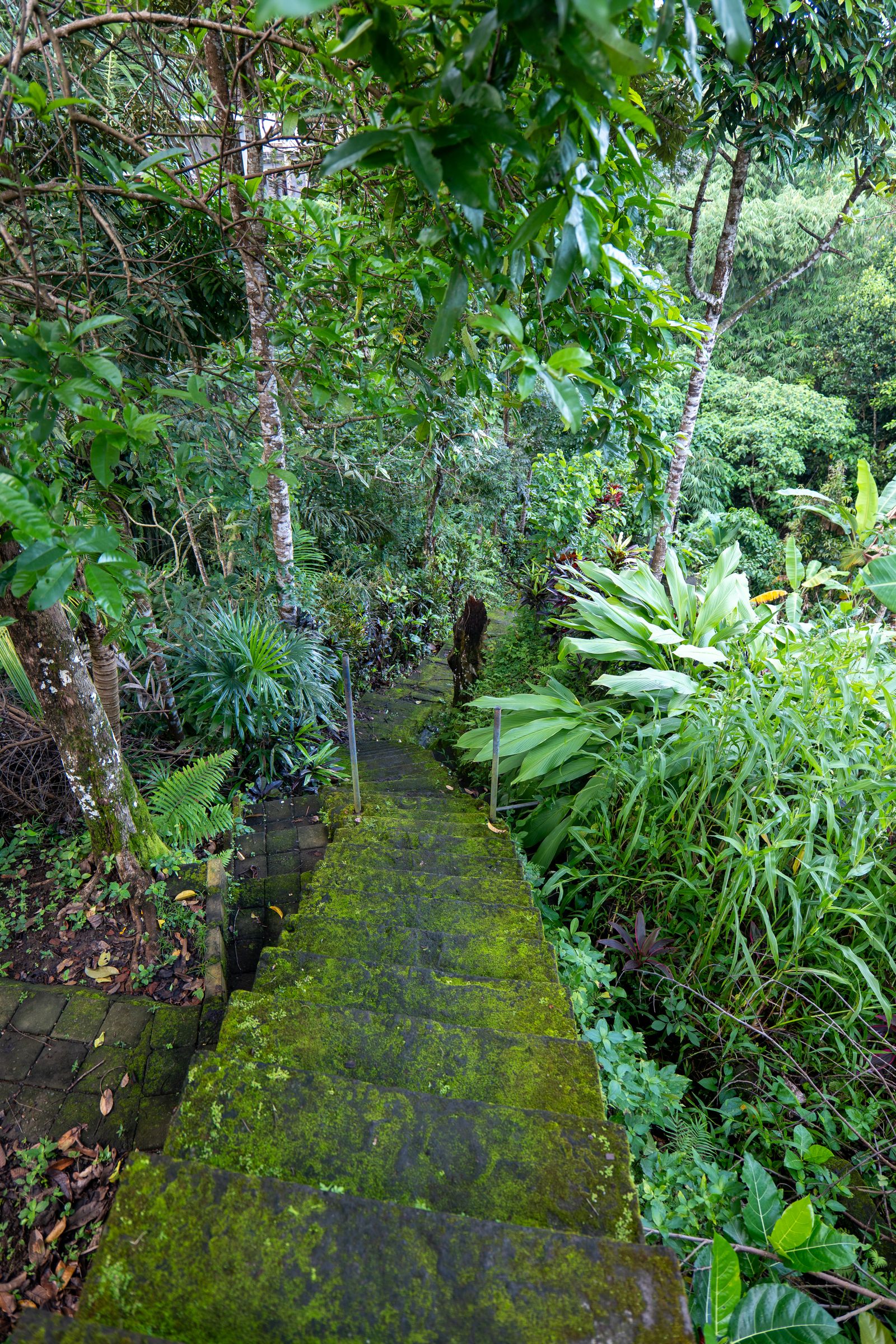 Tropical garden