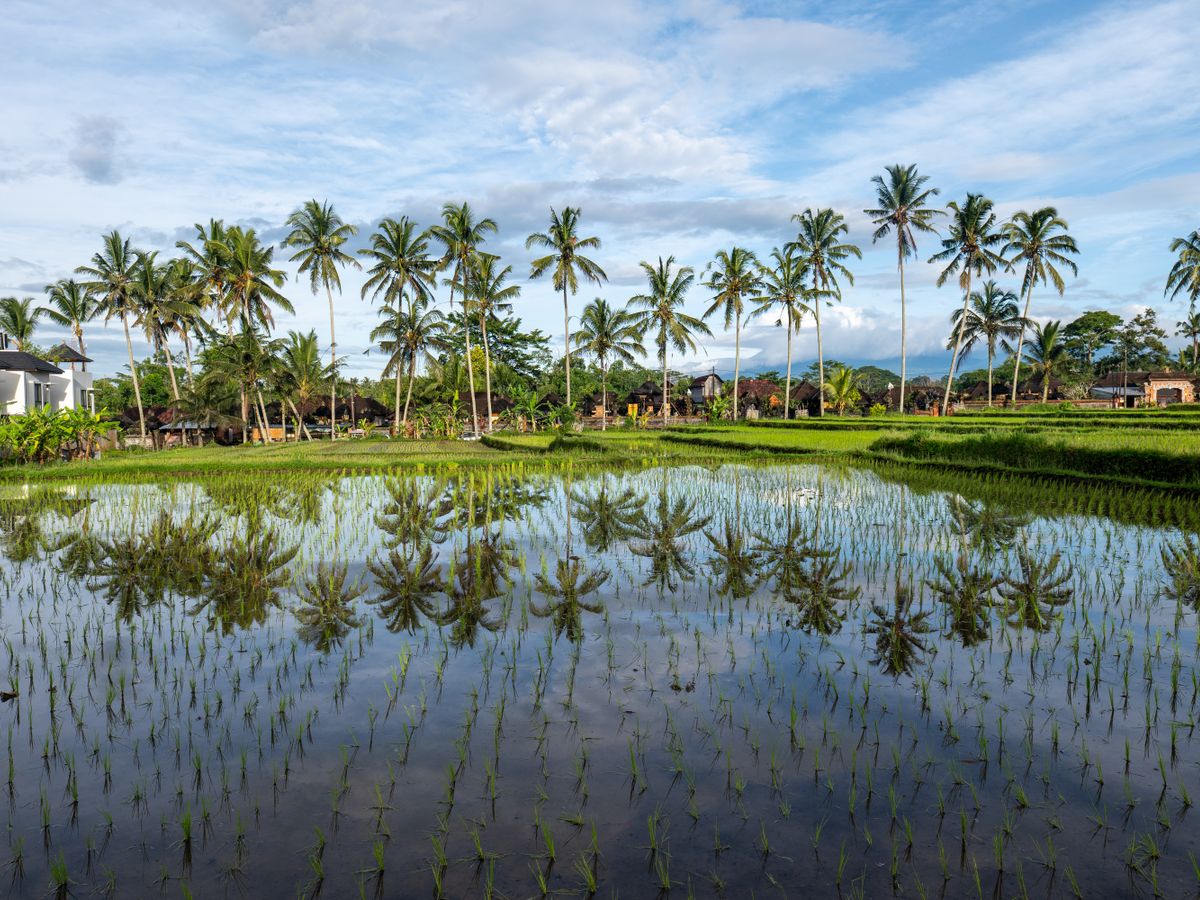 25 Day 200 Hour Tantric Hatha Yoga Teacher Training in Ubud, Bali 2