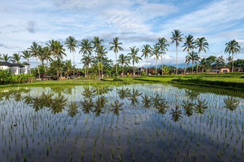 Free Experience the serene beauty of Bali's rice paddies with palm tree reflections under a blue sky. Stock Photo