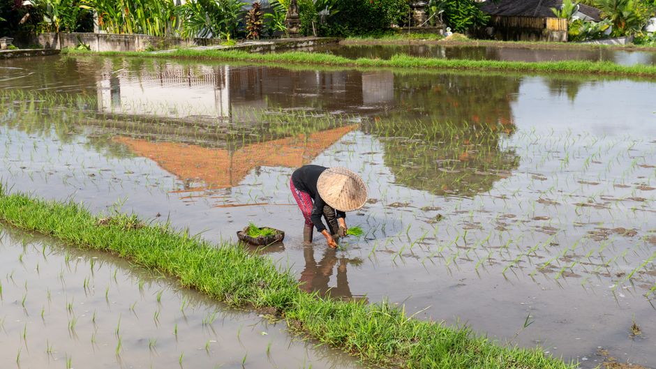 how do you get rid of bali belly? quick remedies for travellers