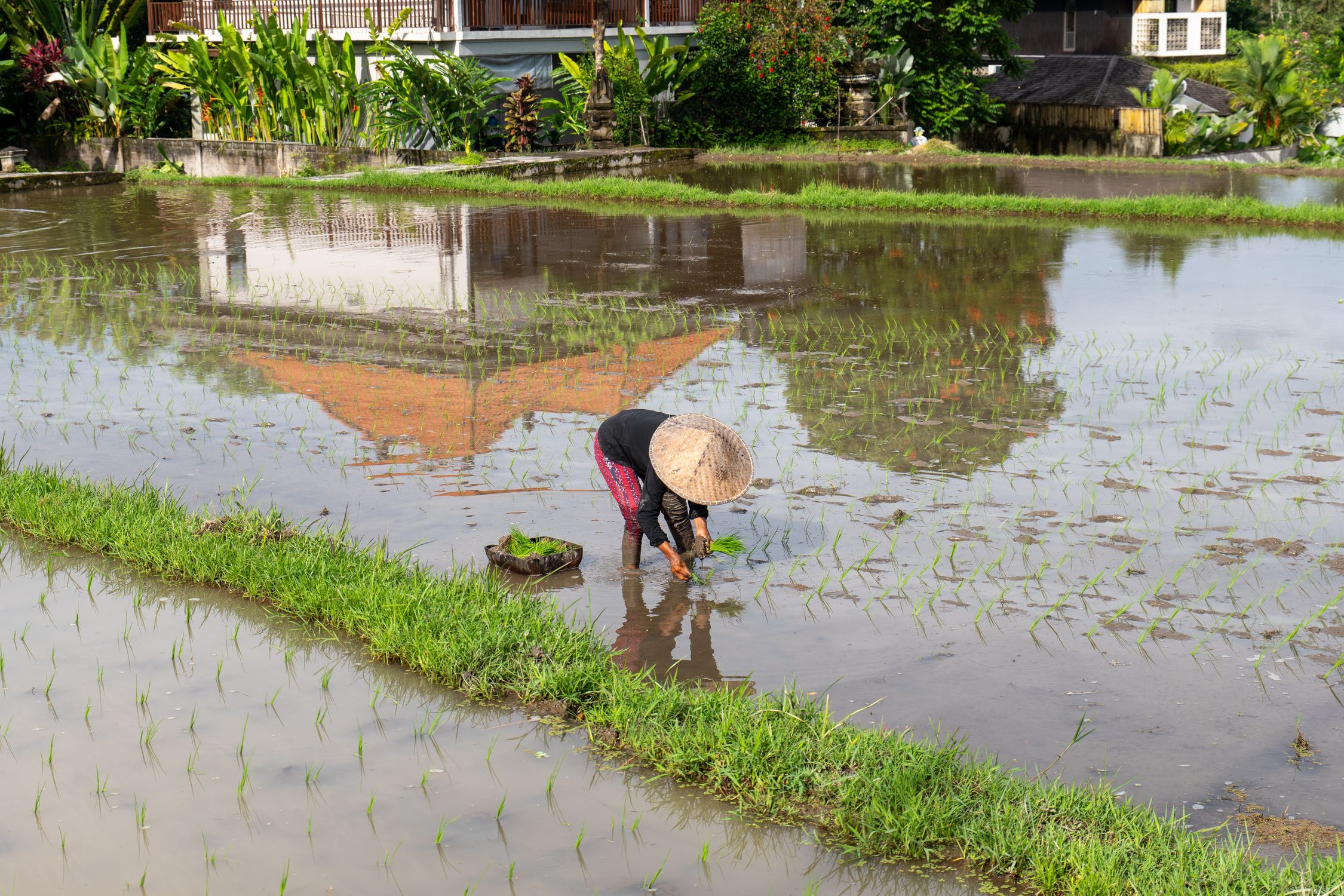 A farmer planting rice in a flooded paddy field in Bali, showcasing Indonesian agriculture.