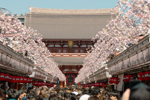 Crowds enjoy cherry blossoms at Senso-ji Temple in Tokyo, Japan.