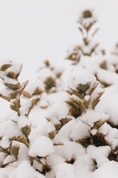 Close-up of plant branches blanketed by fresh snow, showcasing winter's beauty.