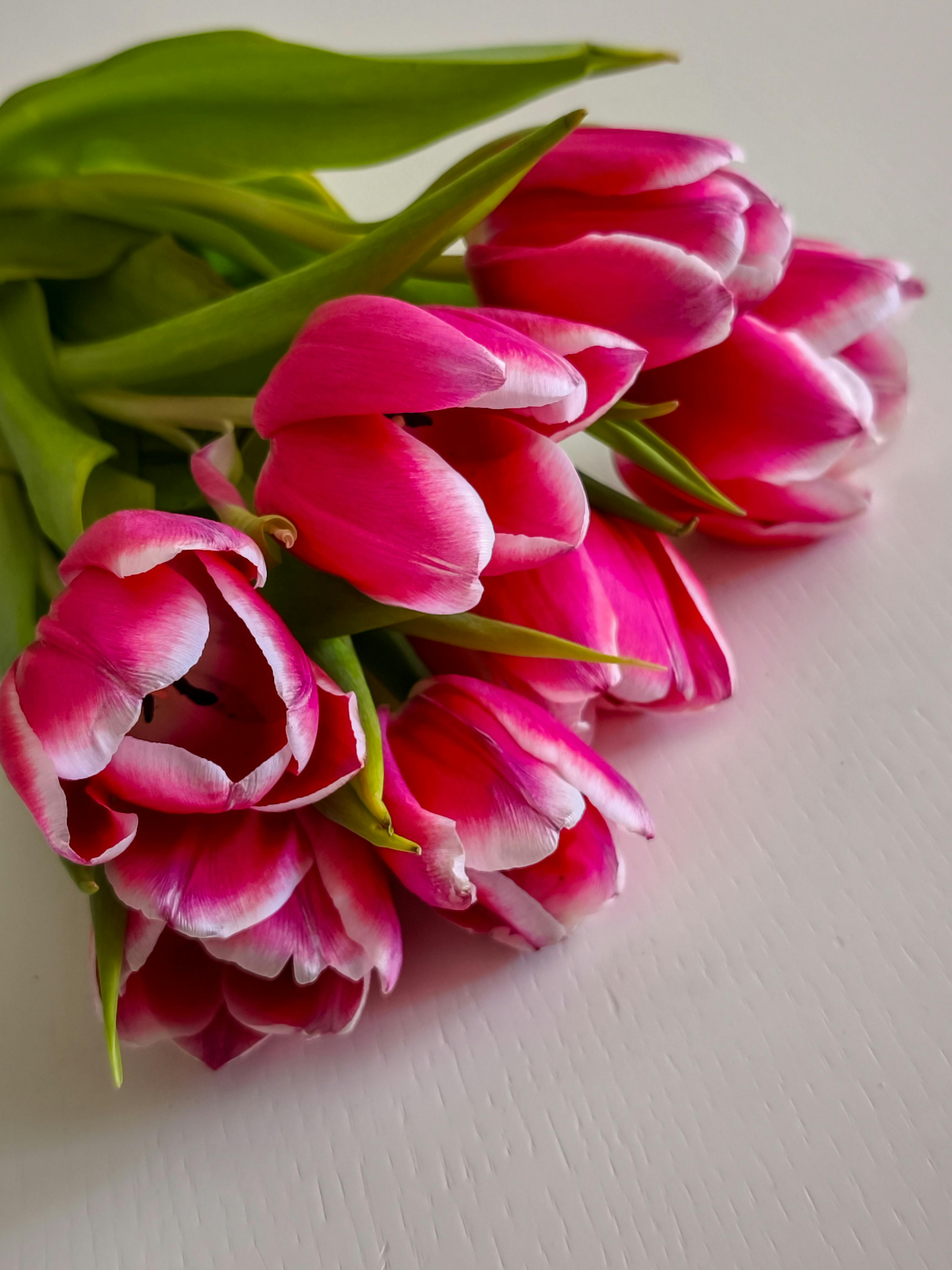 [ColoSach]-a-stunning-bouquet-of-vibrant-pink-tulips-on-a-light-background.-perfect-for-spring-decoration.