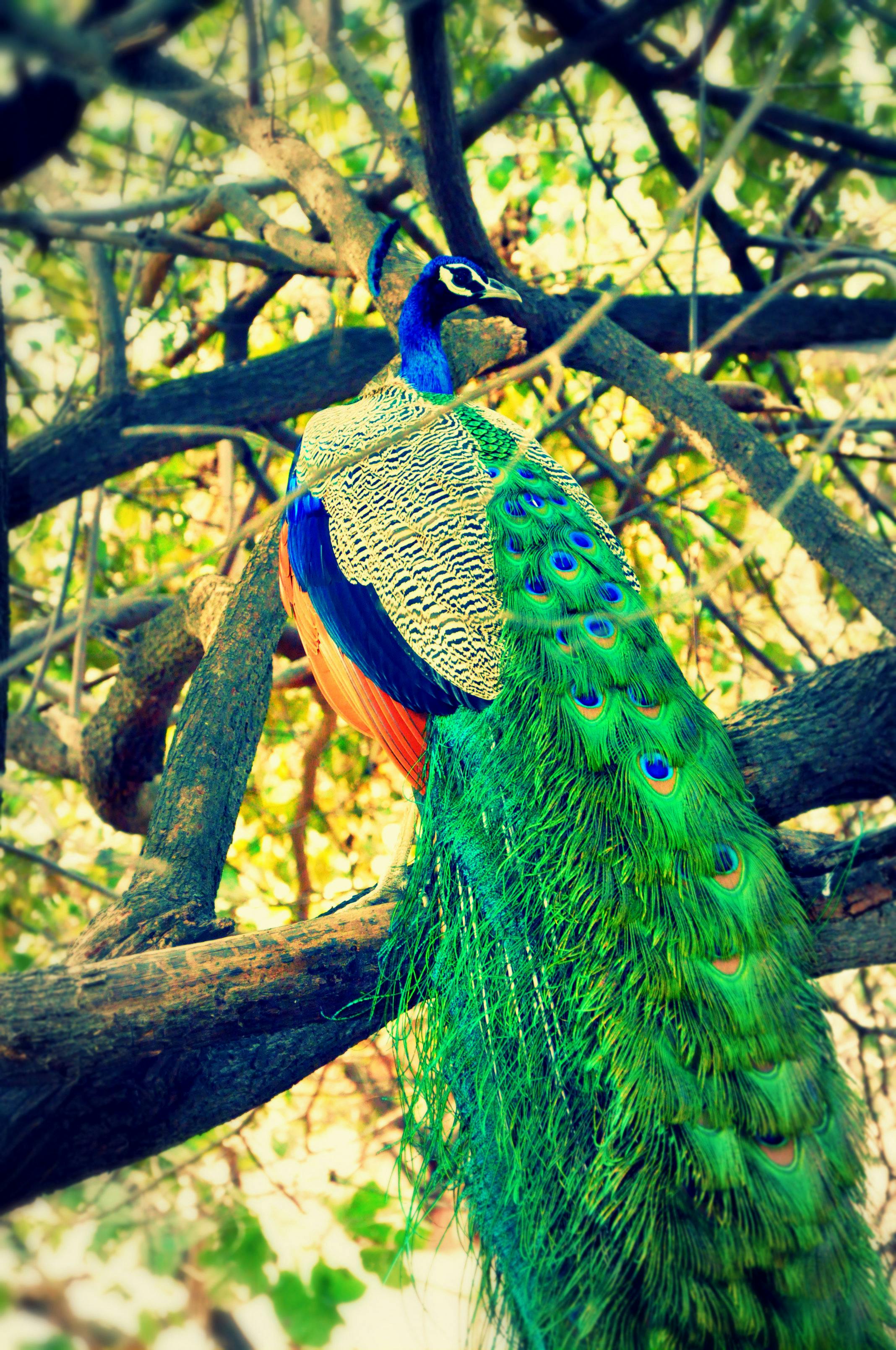 Free stock photo of beautiful bird, indian national bird, national bird