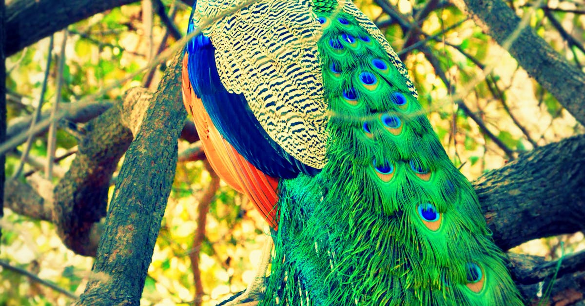 Free stock photo of beautiful bird, indian national bird, national bird