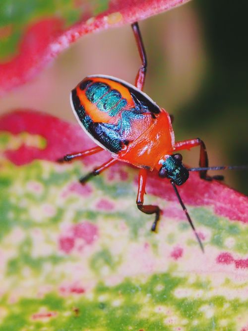 Free Detailed image of a colorful insect perched on a vibrant leaf, showcasing natural beauty. Stock Photo