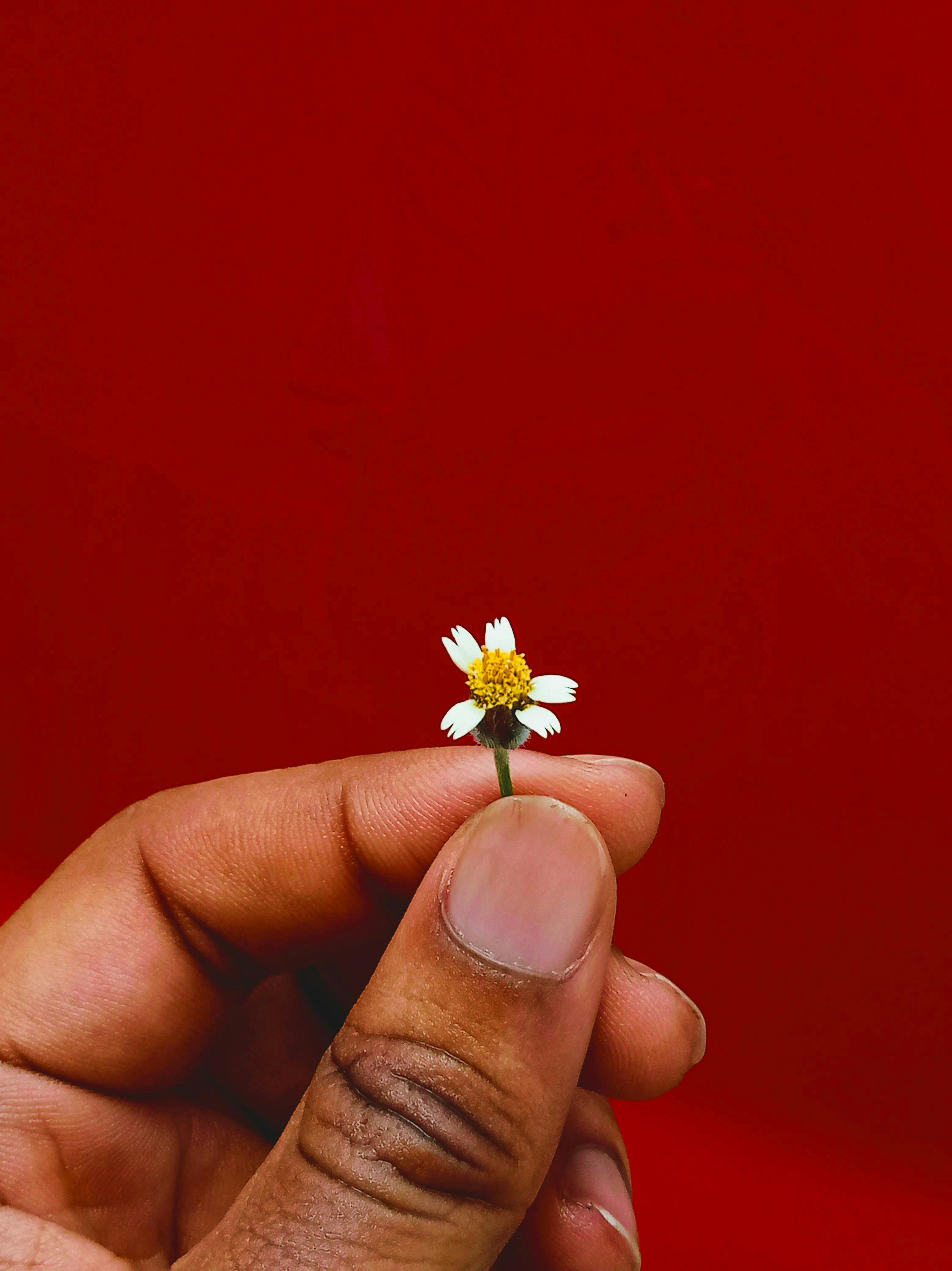 Gratis Immagine gratuita di artistico, avvicinamento, bellezza semplice Foto a disposizione