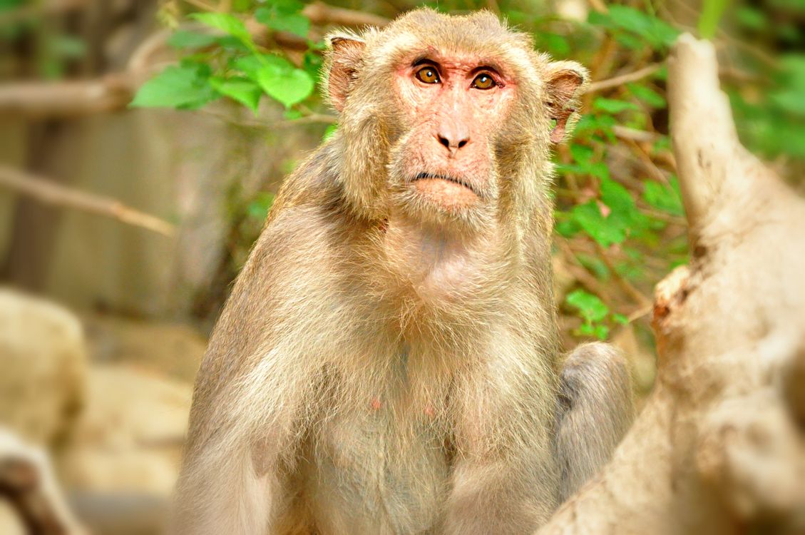 Kostenloses Foto Zum Thema Affe Dschungel Indian Affe kostenloses-foto-zum-thema-affe-dschungel-indian-affe