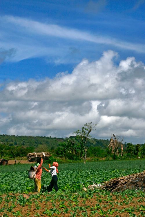 Free Two farmers carrying wood in a lush green field under a bright blue sky, depicting rural life. Stock Photo