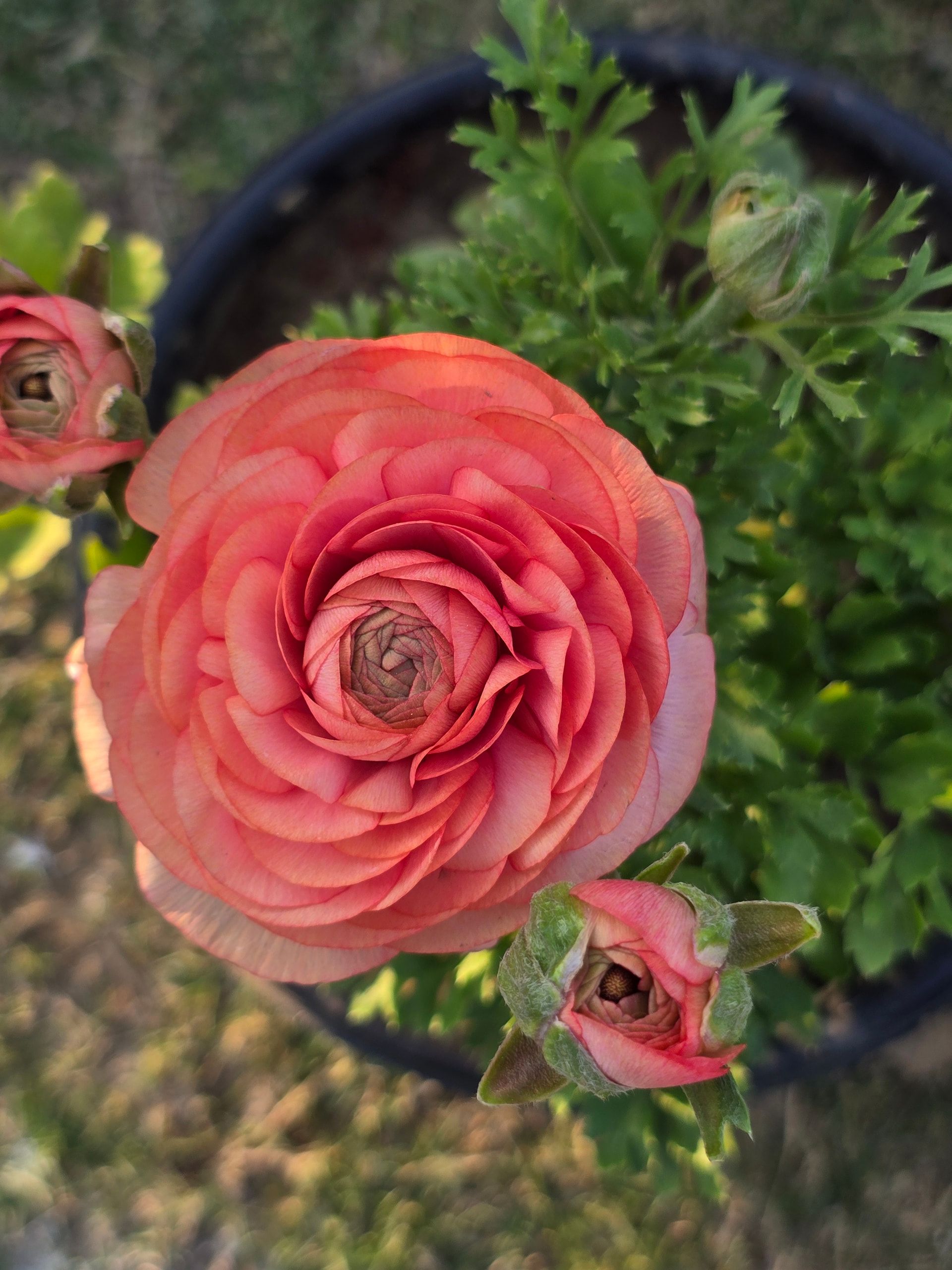 Close-up of Blooming Coral Ranunculus Blossom · Free Stock Photo