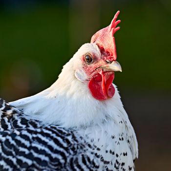 The chicken