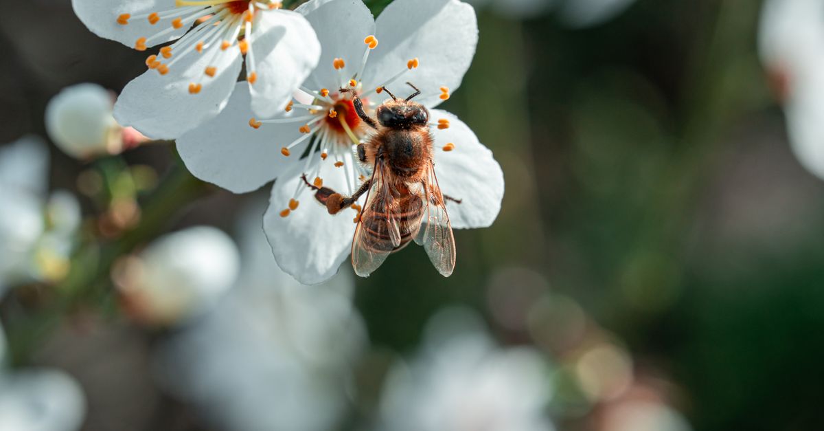 Comment choisir des produits cosmétiques bio en ligne de qualité