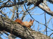 A red squirrel perched on a tree branch in early spring, highlighting its vibrant fur.
