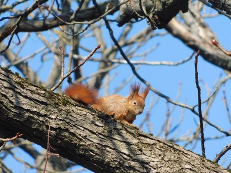 A red squirrel perched on a tree branch in early spring, highlighting its vibrant fur.