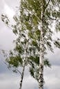 Serene Birch Trees Against a Cloudy Sky