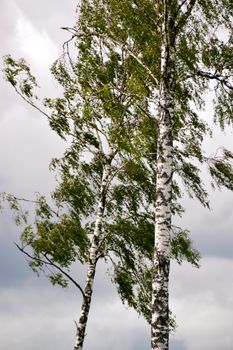 Tall birch trees sway gently beneath a dramatic cloudy sky, capturing the essence of Nordic nature.
