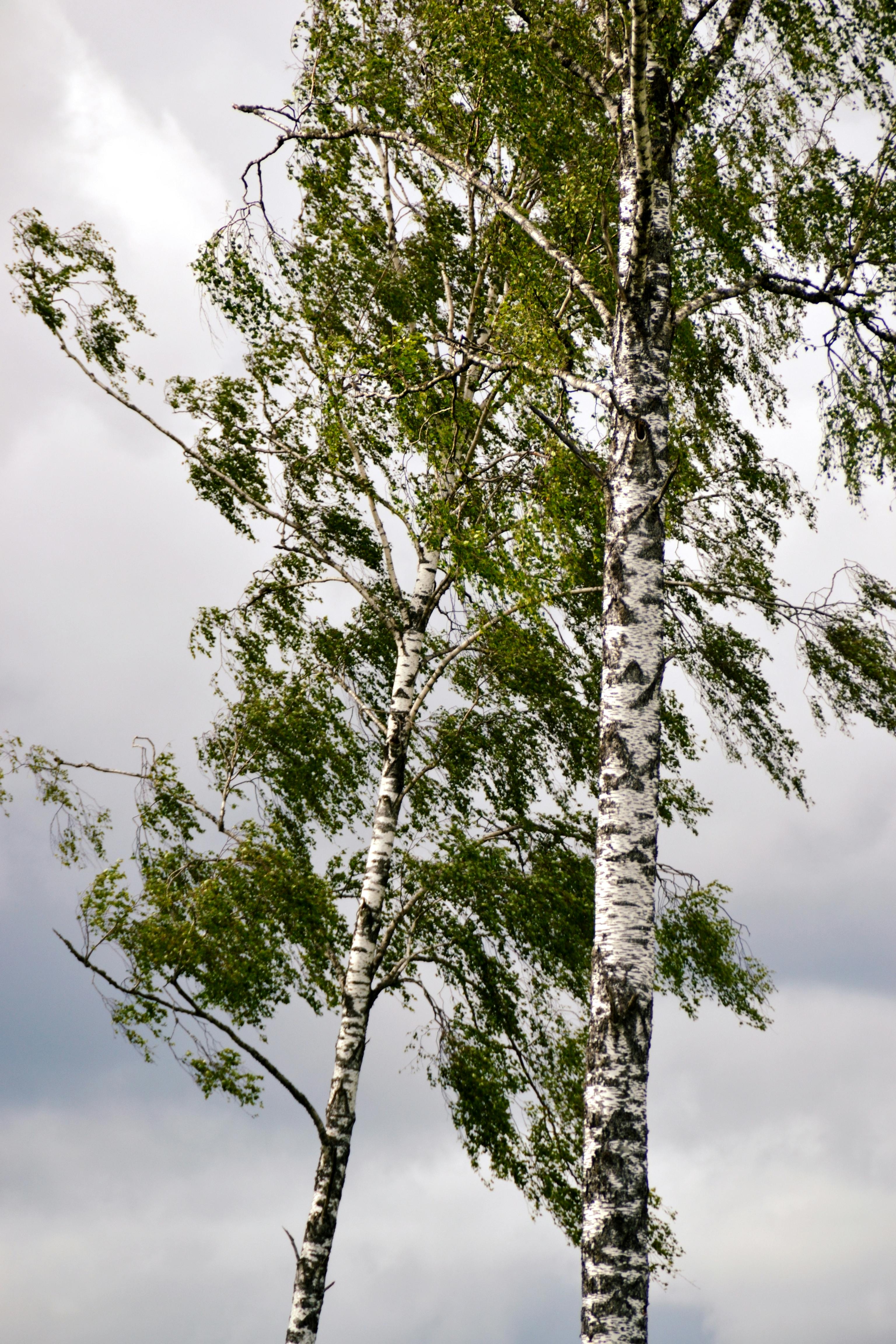 Kostnadsfria Höga björkar vajar mjukt under en dramatisk molnig himmel och fångar essensen av den nordiska naturen. Stock foto