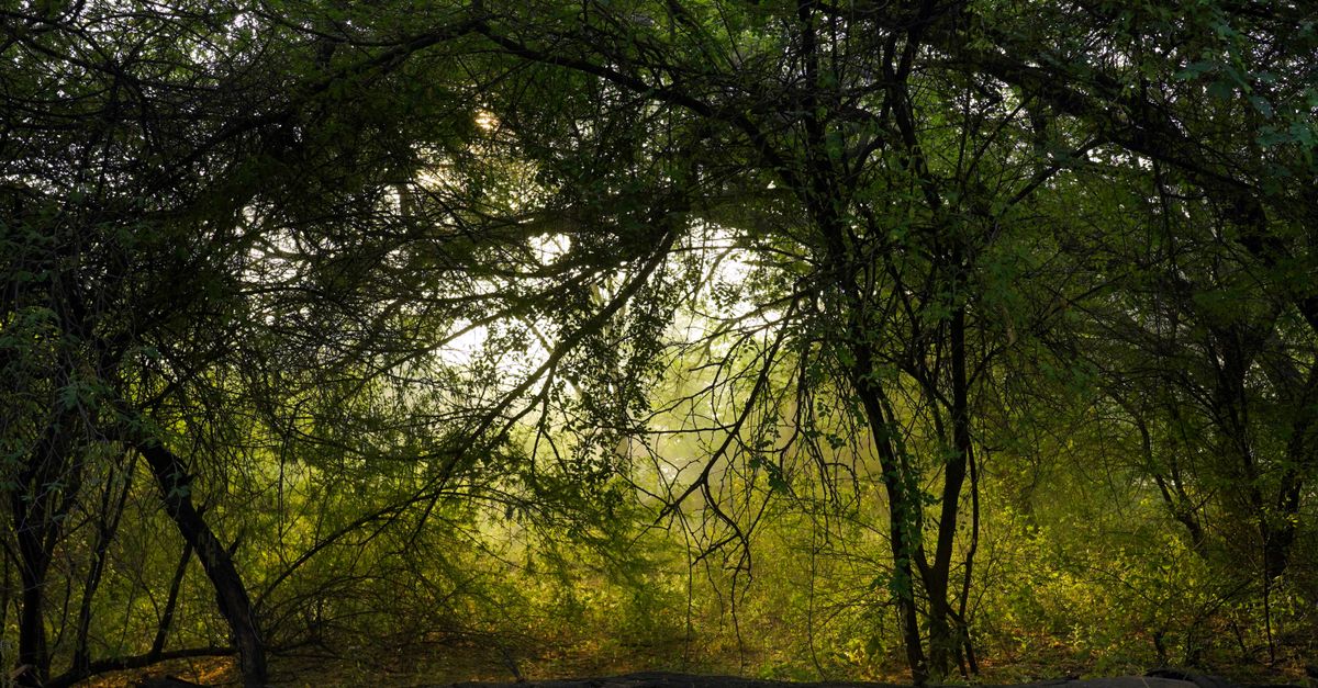 Gujarat's Green Shield: Unpacking Forest Conservation Efforts from Gandhinagar to Saurashtra