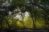 Serene Forest Scene with Autumn Light