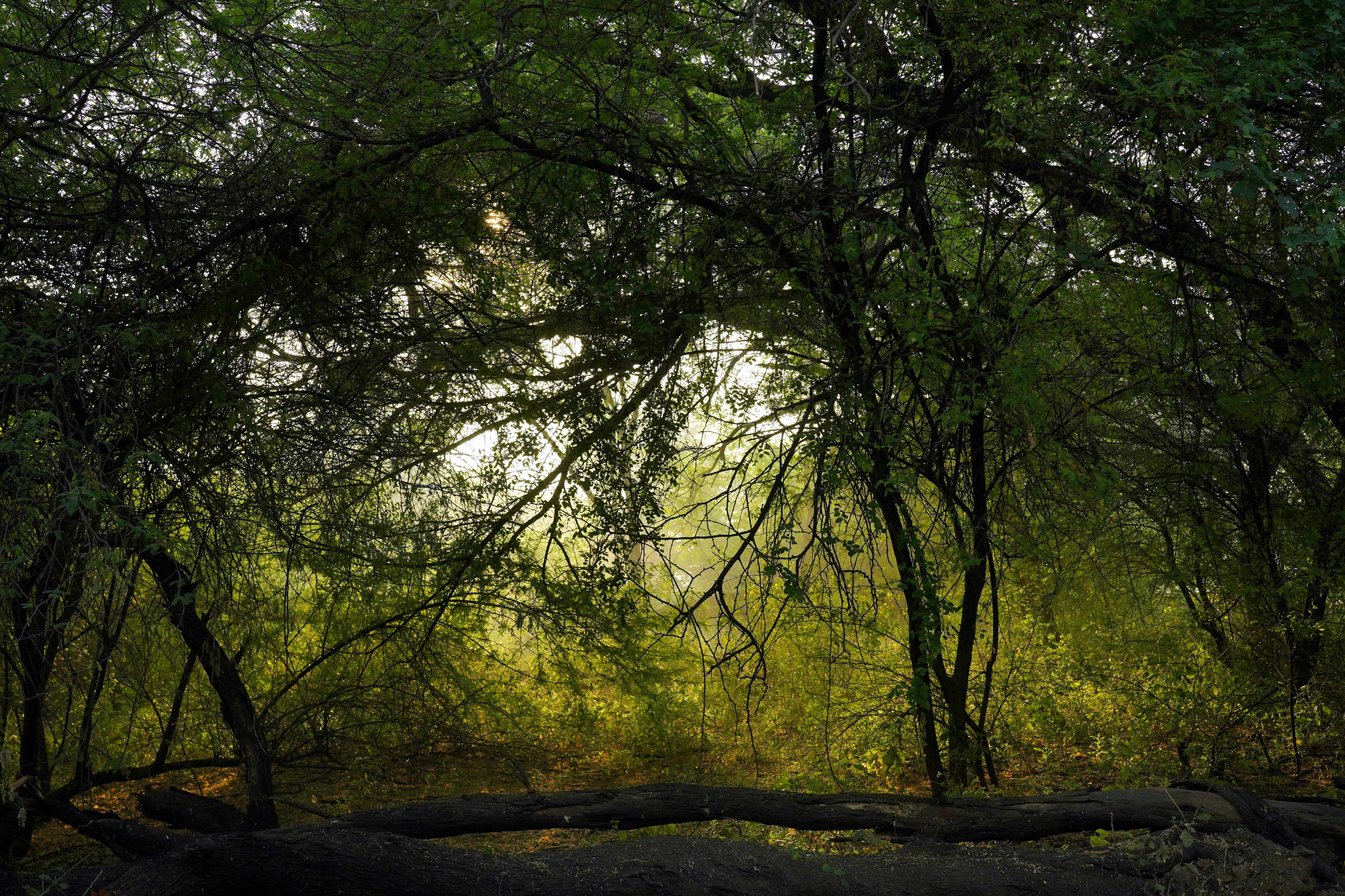 Serene Forest Scene with Autumn Light