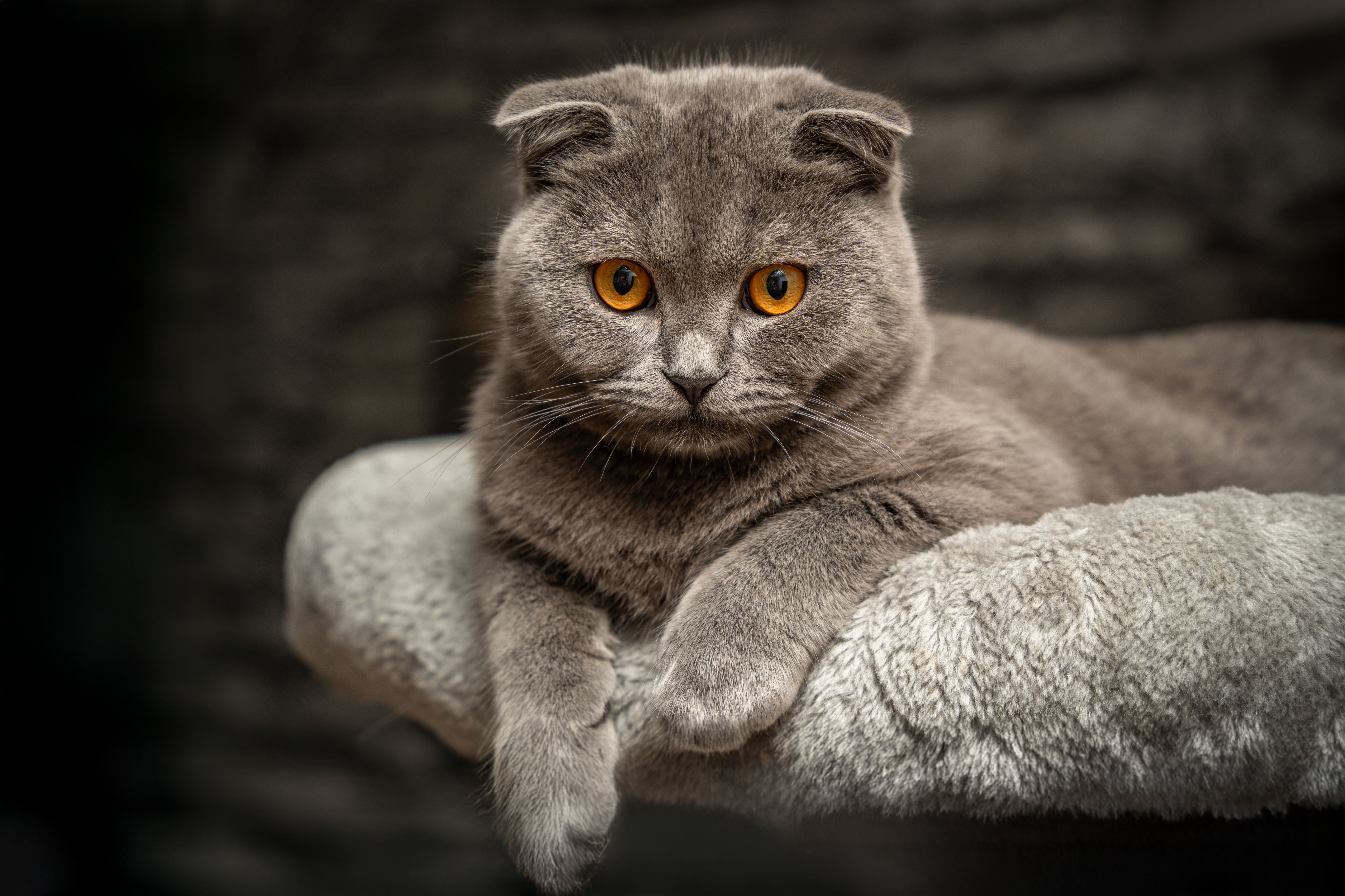Is pet insurance worth it? New study reveals the real cost and value - New York Post — Photo by Gundula Vogel on Pexels