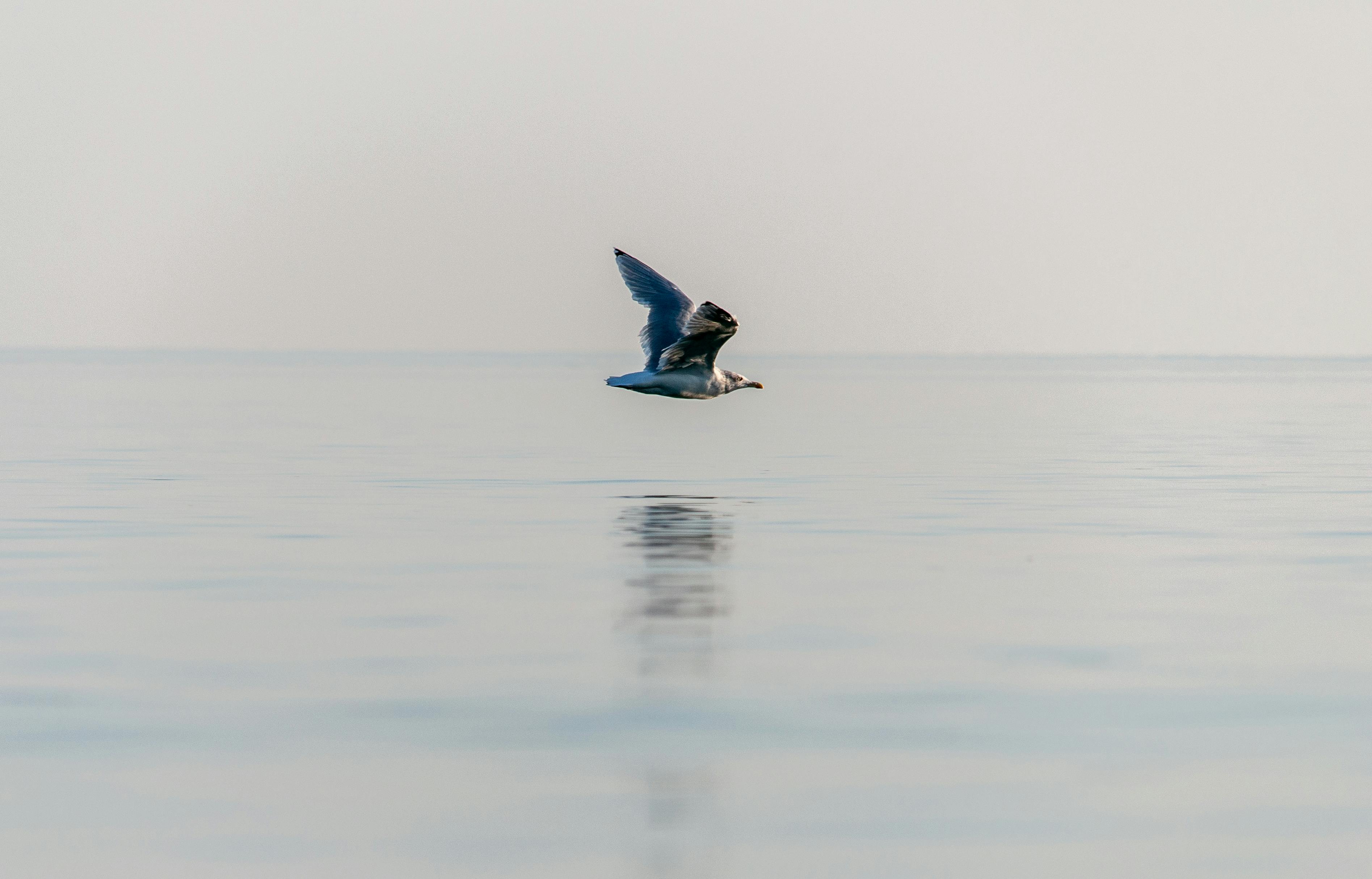 Δωρεάν Ένας μοναχικός γλάρος πετάει με χάρη πάνω από μια ήρεμη θάλασσα, με την αντανάκλασή του ορατή στο νερό. Φωτογραφία από στοκ φωτογραφιών