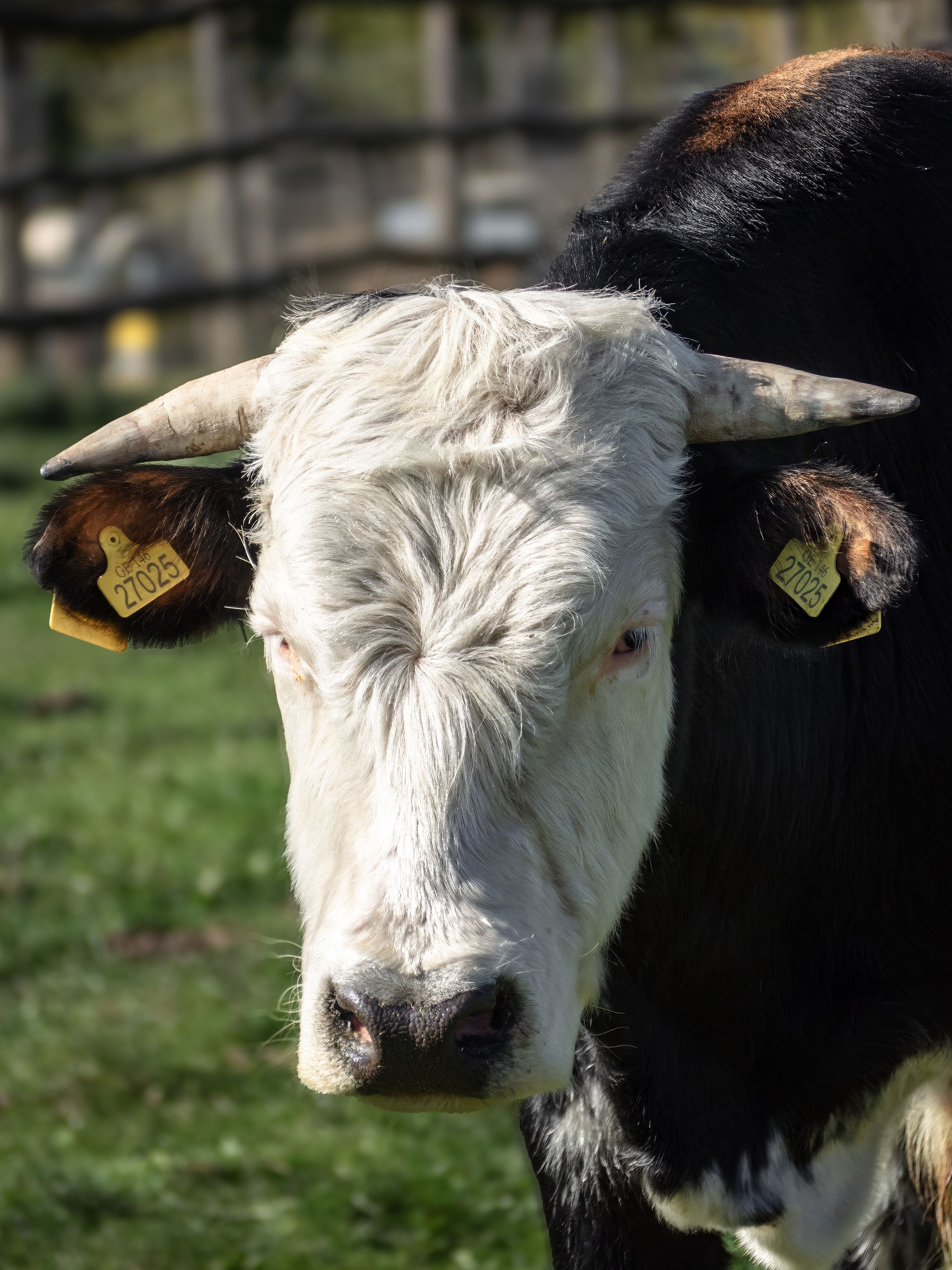 A detailed close-up of a cow with ear tags, standing in a grassy field under bright sunlight.