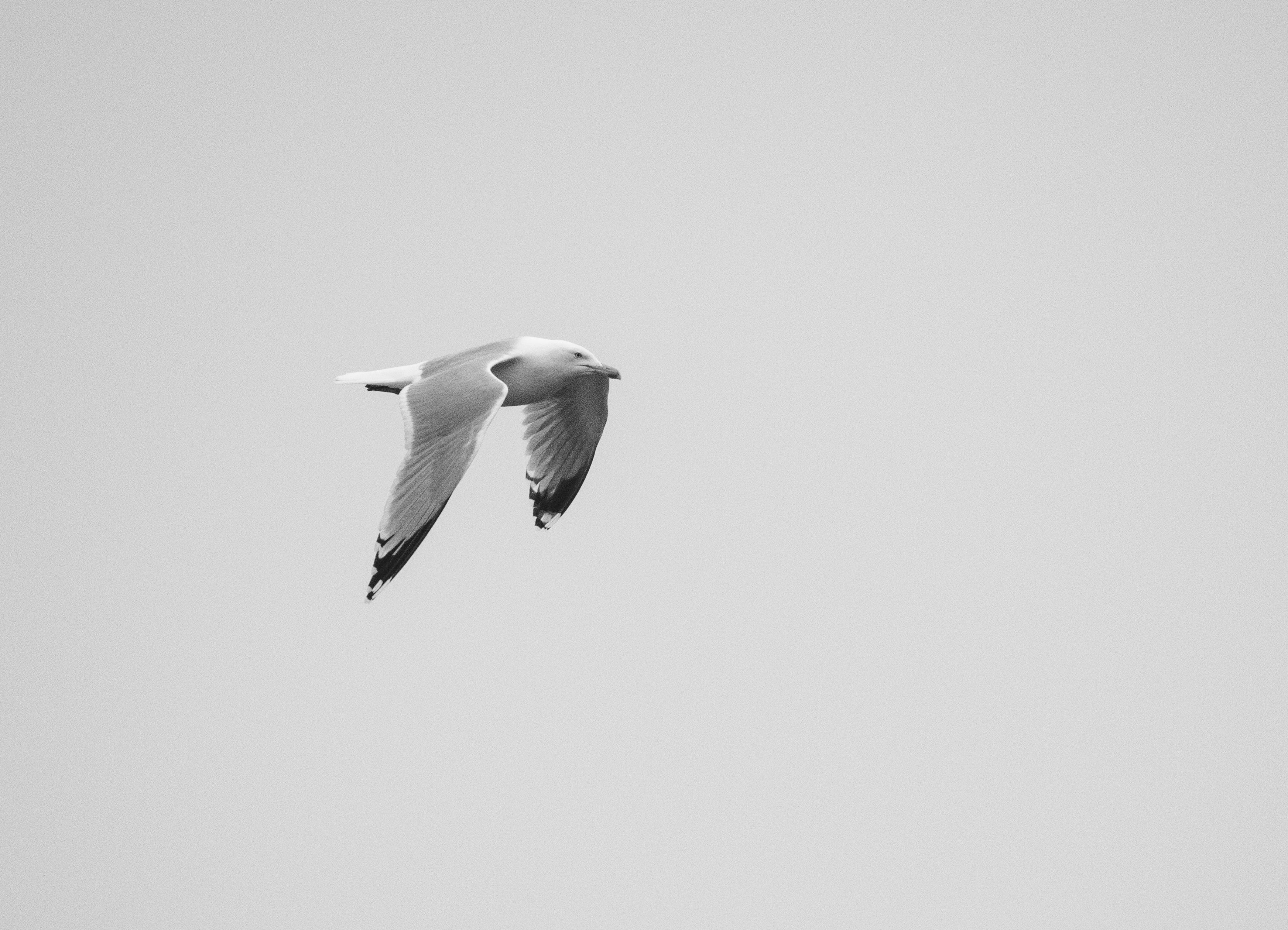 Black and White Seagull in Flight Against Clear Sky · Free Stock Photo