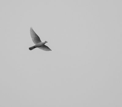 The Holy Spirit