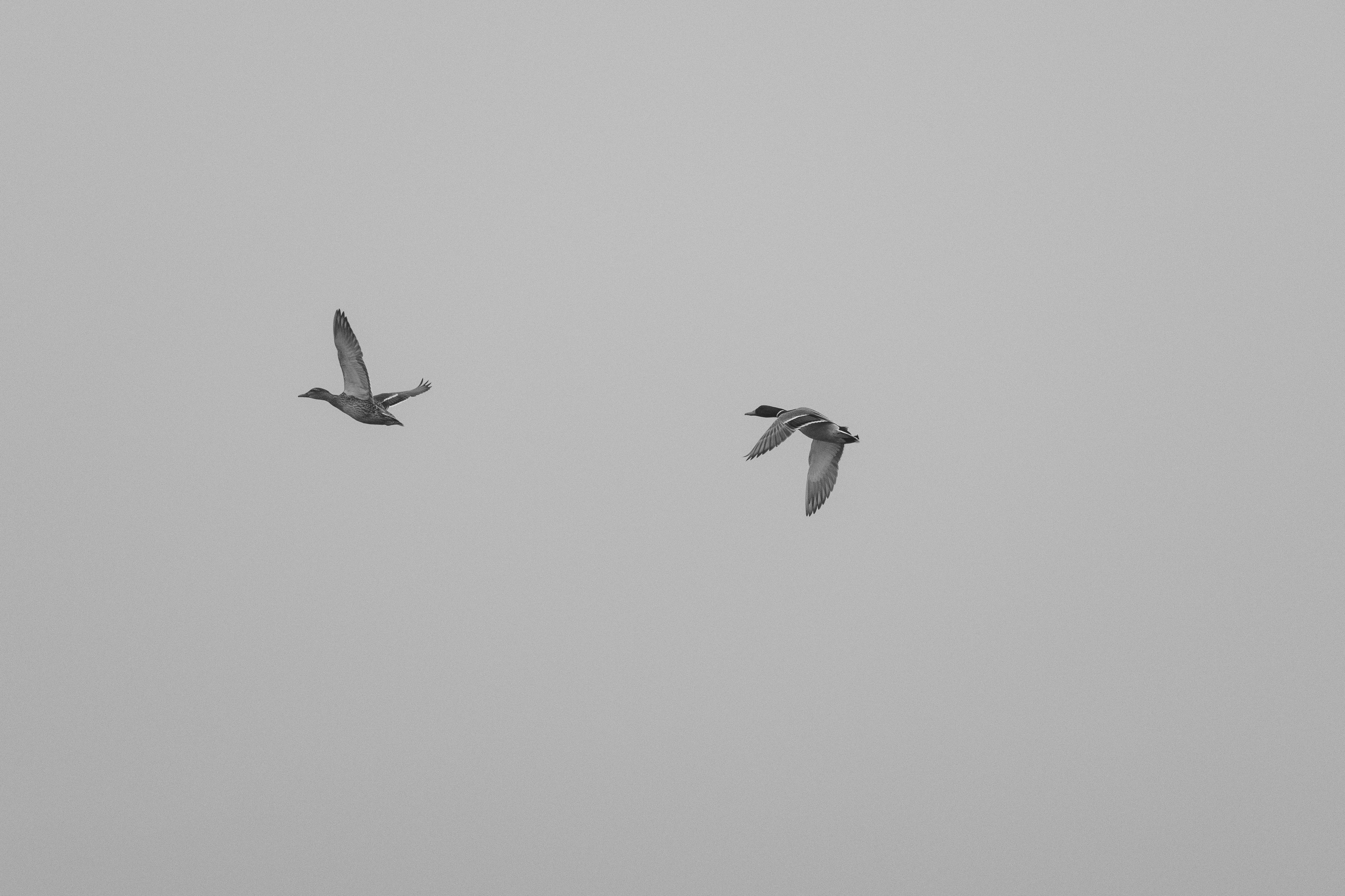 Gratuit O fotografie minimalistă alb-negru care prezintă două rațe zburând pe cerul liber. Fotografie de stoc