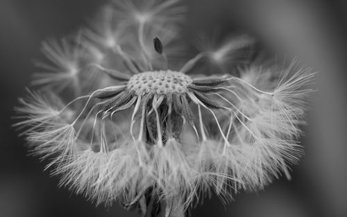 Free Detailed macro shot of dandelion seeds in black and white, highlighting texture. Stock Photo
