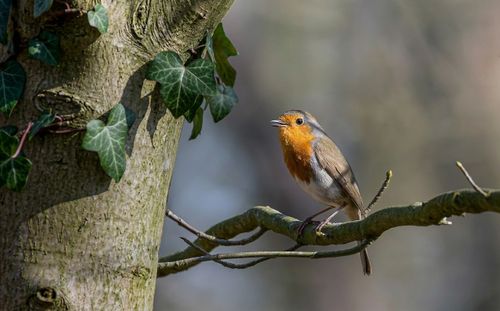 Free A European robin sits on a branch, surrounded by ivy in a natural setting in Schoten, Belgium. Stock Photo
