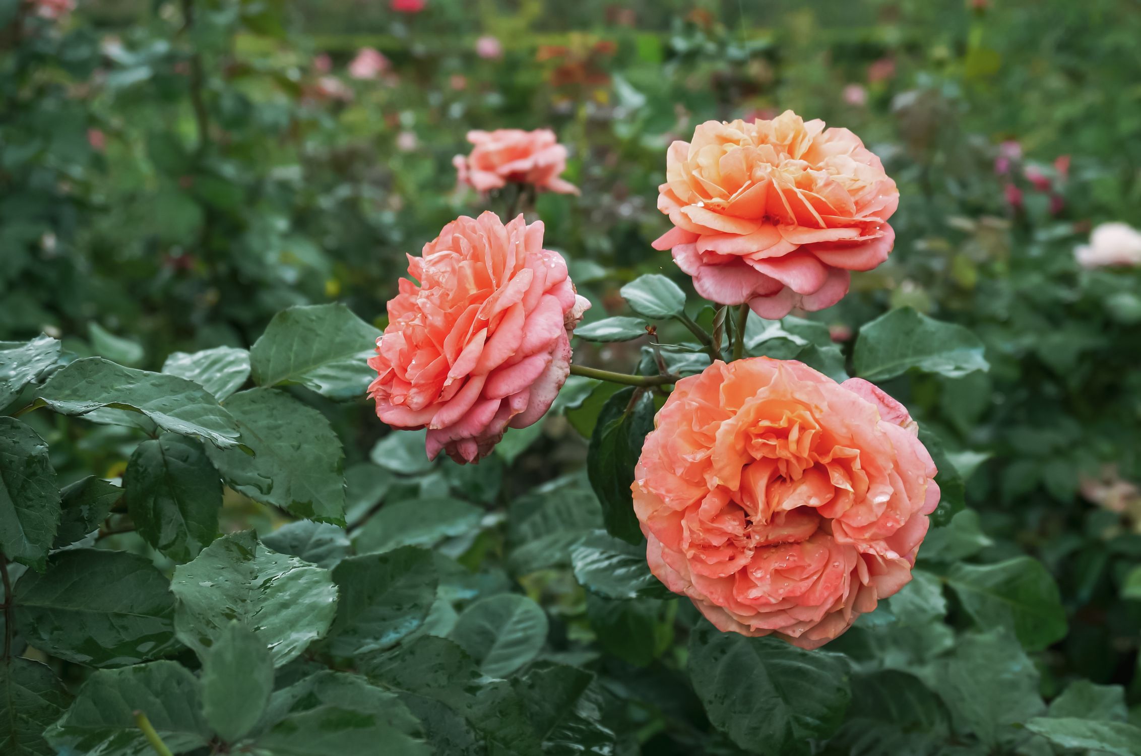 Vibrant Orange Roses with Dew in Bloom · Free Stock Photo