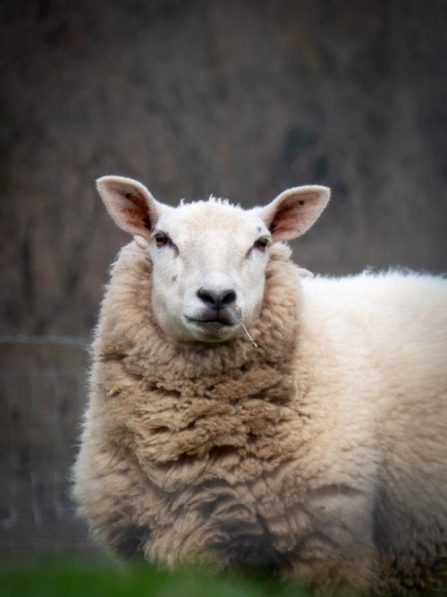 Free A detailed close-up of a woolly sheep outdoors, showcasing its serene expression. Stock Photo
