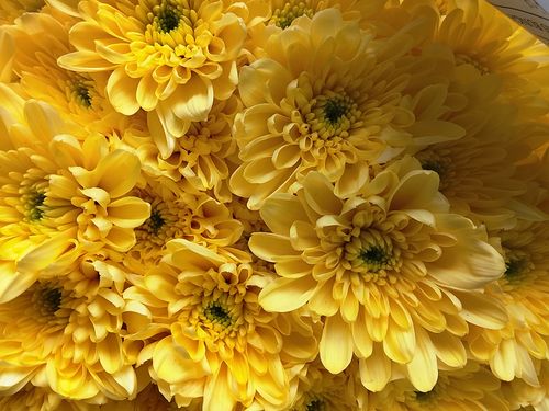 Free A close-up shot of bright yellow chrysanthemums showcasing their intricate petals. Stock Photo